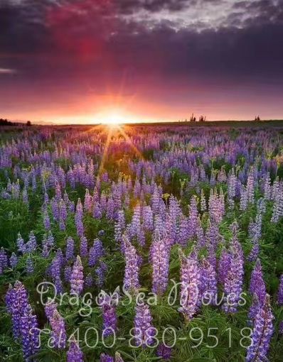 从盘锦市空运到美国