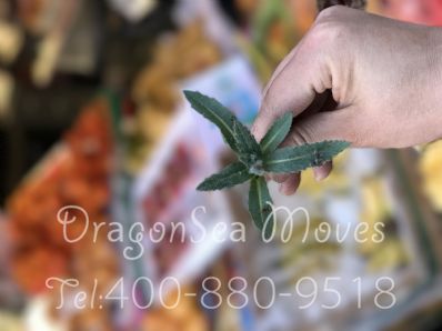 从北京市空运到澳大利亚