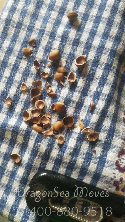 从廊坊市空运到新加坡