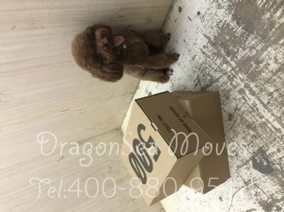 从南京市空运到澳大利亚