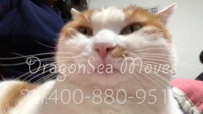 从北京市空运到日本