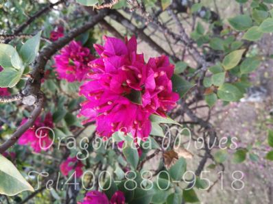 从上海市空运到美国