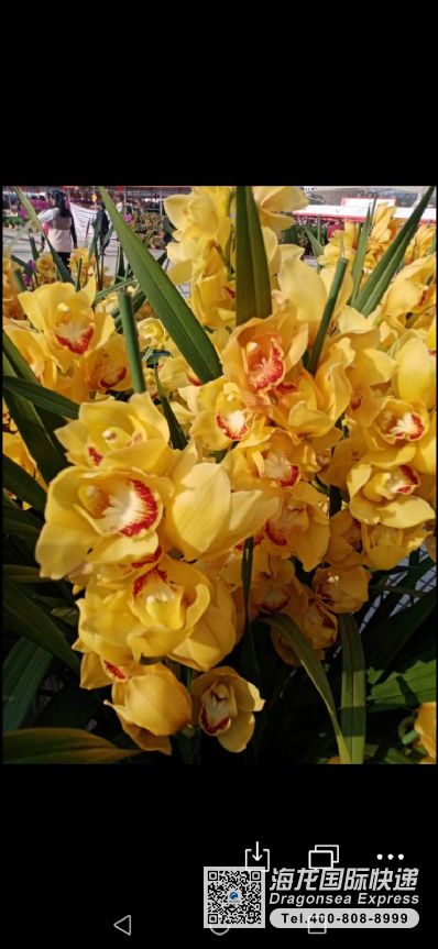 从阜新市空运到澳大利亚