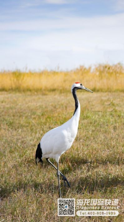 从南京市空运到加拿大