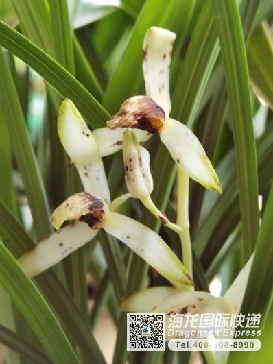 从无锡市空运到日本