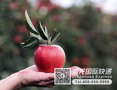 从嘉兴市空运到美国