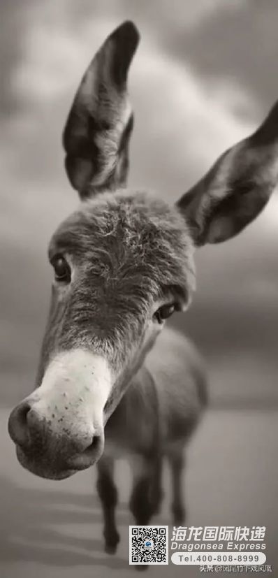从广州市空运到日本