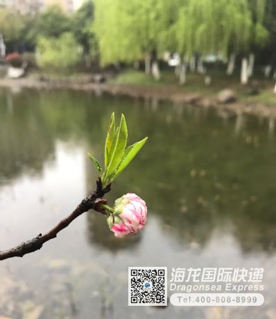 从合肥市空运到美国